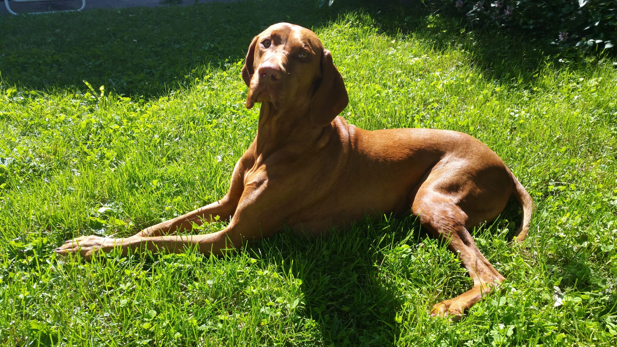 Chemo Round One Done Zeus S New Adventure